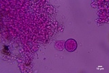 Sistotrema brinkmannii image