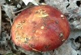 Russula vinacea image