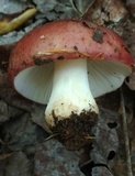 Russula vinacea image