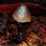 Mycena atrata image