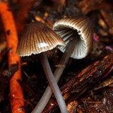 Mycena atrata image