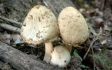 Coprinopsis variegata image