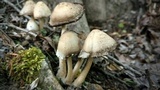 Coprinopsis variegata image