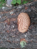 Tapinella atrotomentosa image