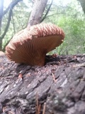 Tapinella atrotomentosa image