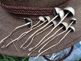 Panaeolus cyanescens image