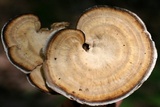 Mycorrhaphium adustum image