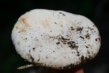 Lactarius piperatus image