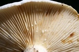 Lactarius piperatus image