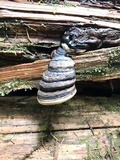 Fomitopsis ochracea image