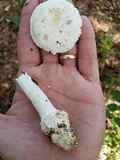 Amanita longipes image