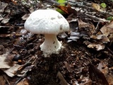 Amanita longipes image