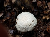 Amanita longipes image