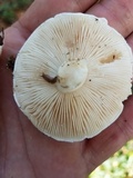 Amanita longipes image