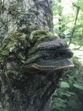 Phellinus igniarius image