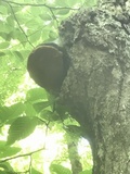Phellinus igniarius image