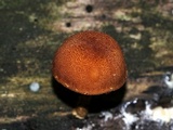 Pholiota granulosa image
