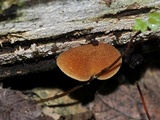 Pholiota granulosa image