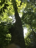 Phellinus igniarius image