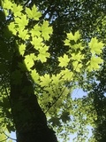 Phellinus igniarius image