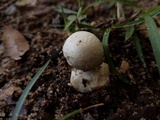 Amanita longipes image