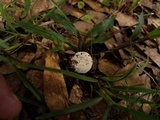 Amanita longipes image