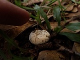 Amanita longipes image