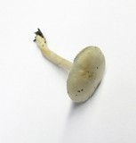 Tricholoma inamoenum image