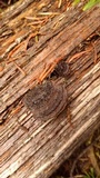Gloeophyllum sepiarium image