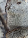 Bjerkandera adusta image