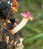 Pholiota polychroa image