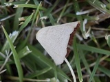 Conocybe apala image