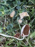 Conocybe apala image