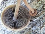 Panaeolus subbalteatus image