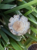 Panaeolus subbalteatus image