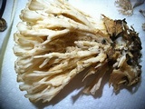 Hydnopolyporus fimbriatus image