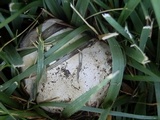 Agaricus bitorquis image
