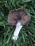 Agaricus bitorquis image