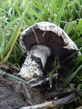 Agaricus bitorquis image