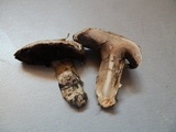 Agaricus bitorquis image