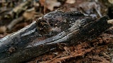 Rectipilus davidii image