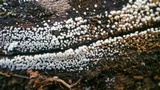 Rectipilus davidii image