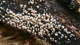 Rectipilus davidii image