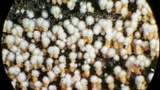 Rectipilus davidii image