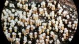 Rectipilus davidii image
