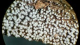 Rectipilus davidii image