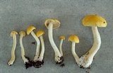Cortinarius alboluteus image