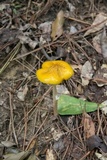 Oudemansiella incognita image