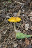 Oudemansiella incognita image