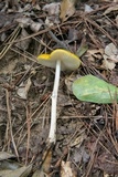 Oudemansiella incognita image